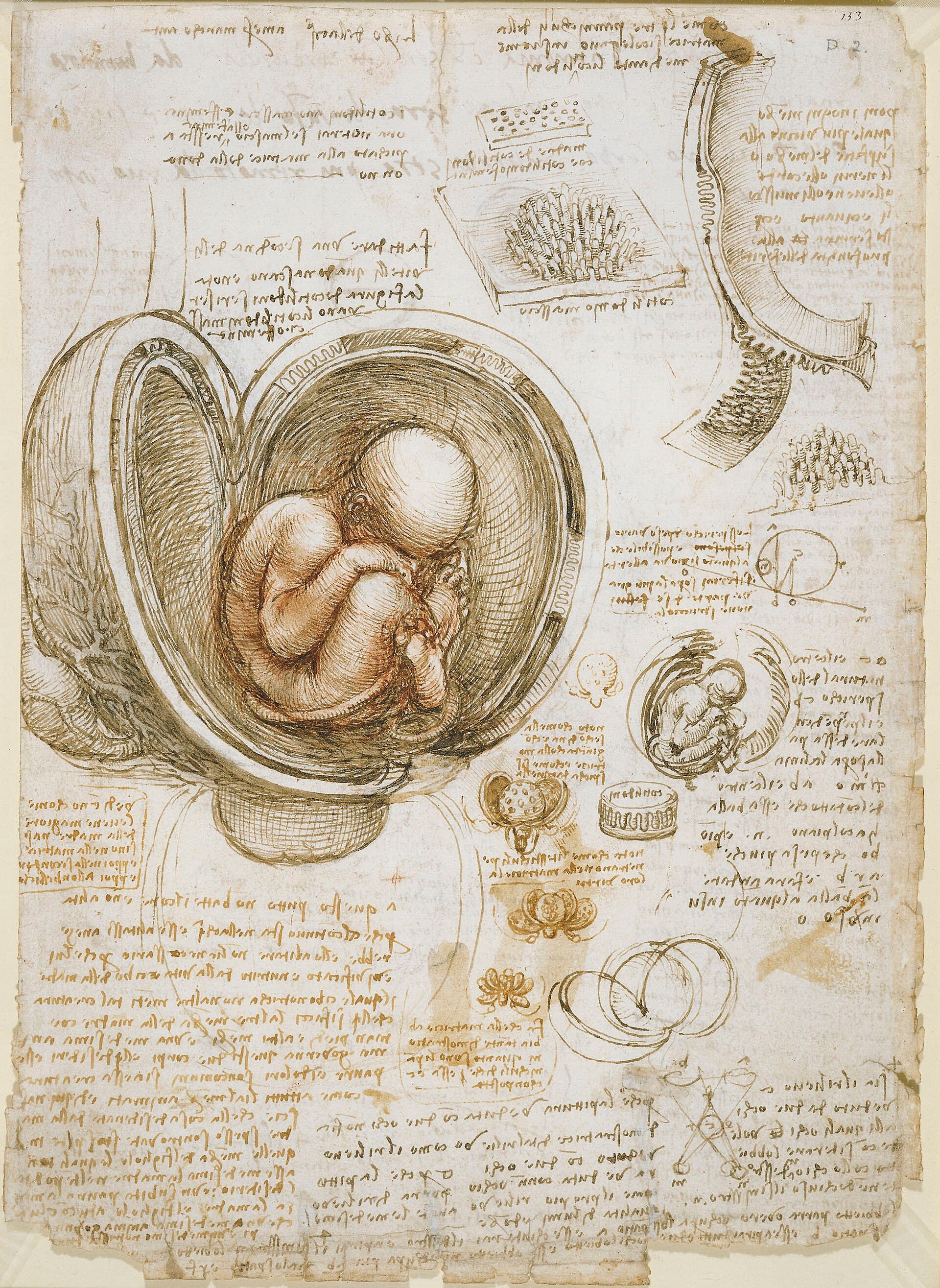 Study of a Foetus in the Womb
