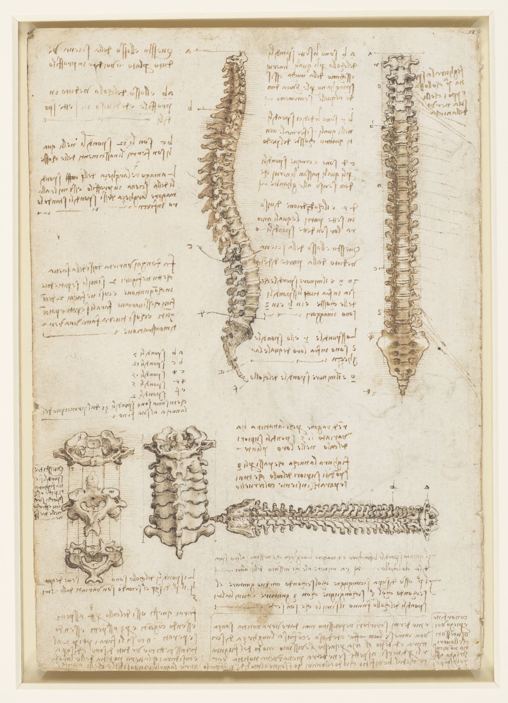 Studies of the Vertebral Column